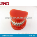 Dental orthodontic teeth model,dental typodont model